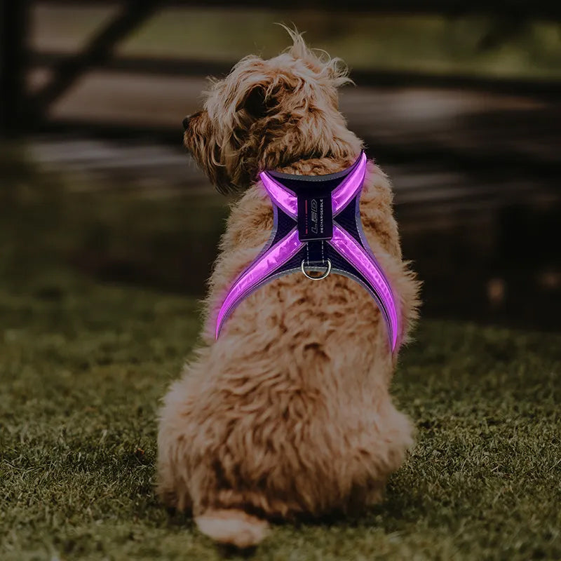 LED-Hundegeschirr mit 8 Leuchtfarben & Reflektor – Wiederaufladbar, für mittlere & große Hunde
